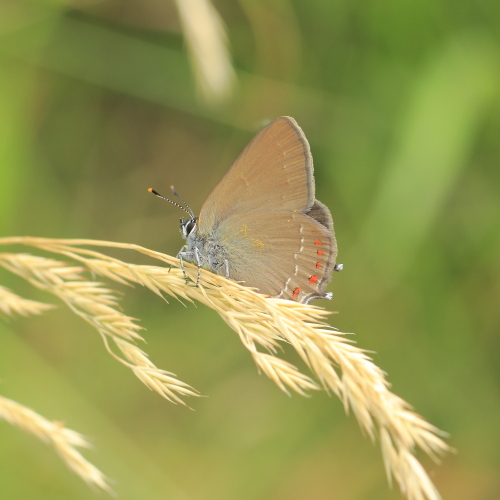 False Ilex Hairstreak _MG_1813 False Ilex Hairstreak.JPG